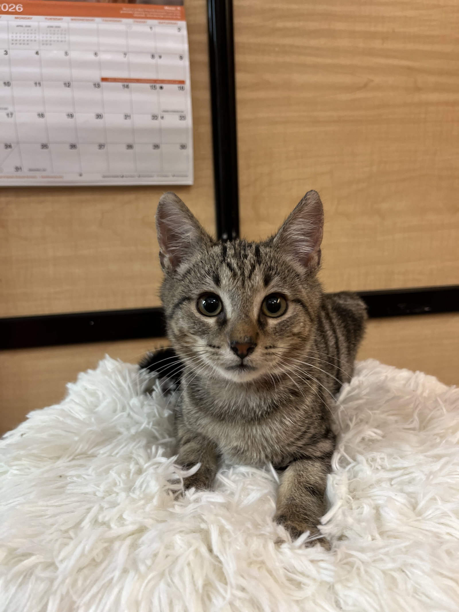 Nala