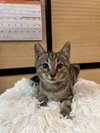 Nala