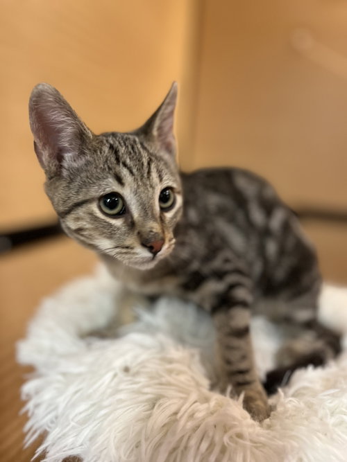 Artemis, Domestic Short Hair / Bengal / Mixed (short coat), cat for adoption in Buckeye, Arizona