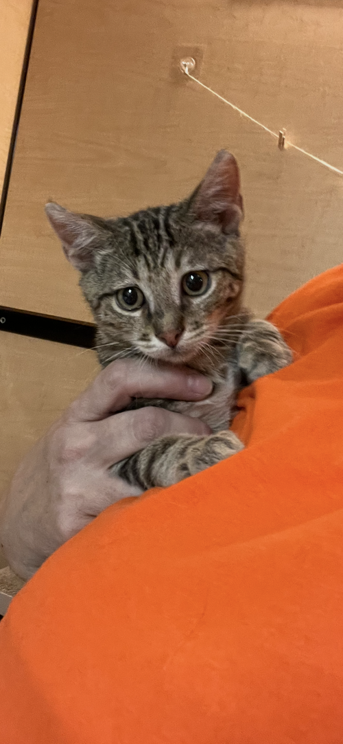 Hunter, Domestic Short Hair / Bengal / Mixed (short coat), cat for adoption in Buckeye, Arizona