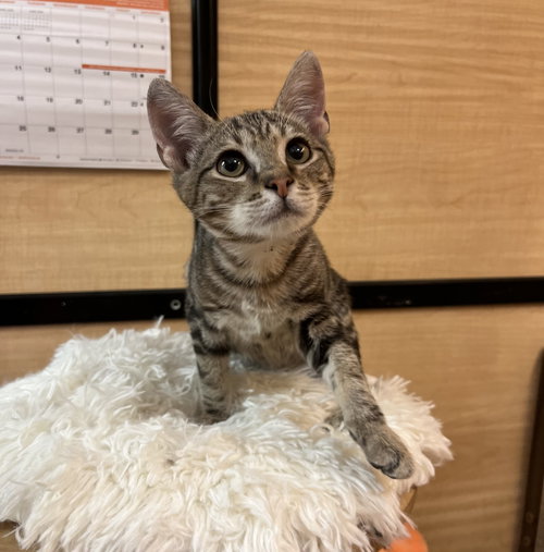 Simba