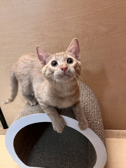 Seamus, Domestic Short Hair (short coat), cat for adoption in Mesa, Arizona