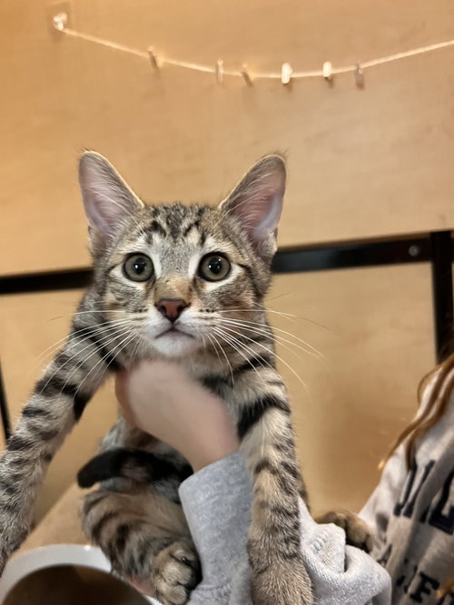 Mr Boss, Domestic Short Hair (short coat), cat for adoption in Gilbert, Arizona