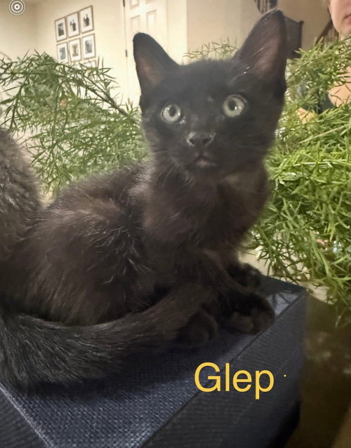 Glep