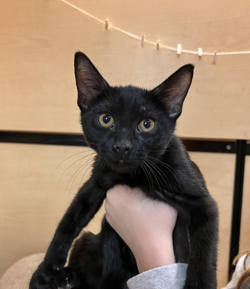 Glep, Domestic Short Hair (short coat), cat for adoption in Gilbert, Arizona