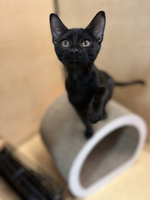 Glep, Domestic Short Hair (short coat), cat for adoption in Apache Junction, Arizona