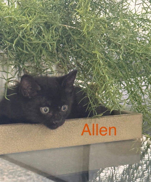 Allen