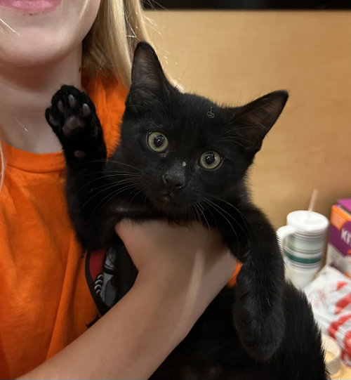 Allen, Domestic Short Hair (short coat), cat for adoption in Gilbert, Arizona