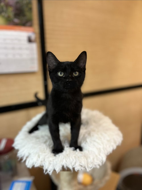 Allen, Domestic Short Hair (short coat), cat for adoption in Apache Junction, Arizona
