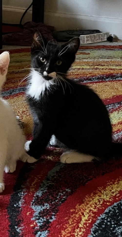 Sesame