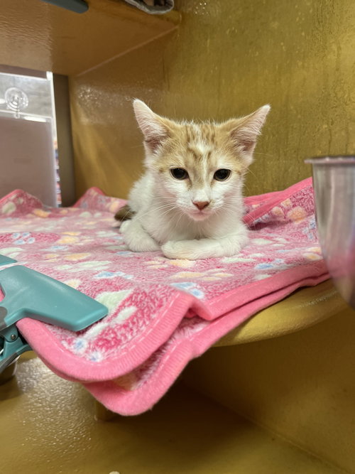 Ginger, Domestic Short Hair (short coat), cat for adoption in Gilbert, Arizona