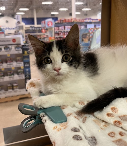 Burrito, an adoptable Domestic Short Hair in Scottsdale , AZ