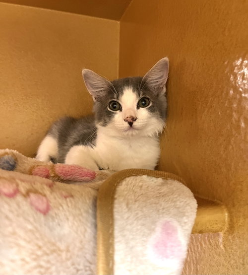 Taco, Domestic Short Hair (short coat), cat for adoption in Gilbert, Arizona