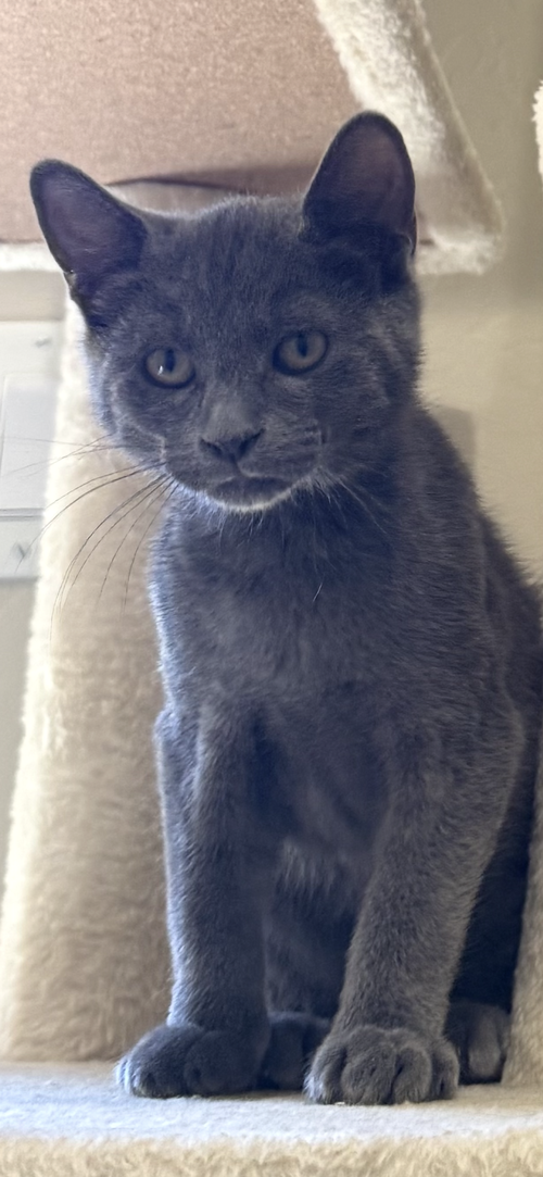 Bear, Domestic Short Hair (short coat), cat for adoption in Gilbert, Arizona