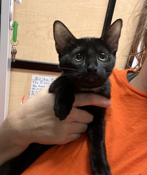 Spot, an adoptable Domestic Short Hair in Scottsdale , AZ