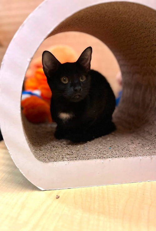 Spot, an adoptable Domestic Short Hair in Scottsdale , AZ
