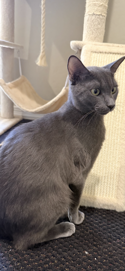 Sheba