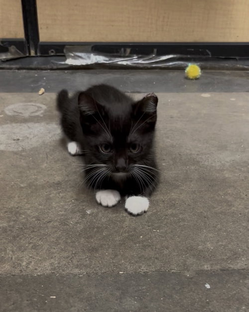 Markie, Domestic Short Hair (short coat), cat for adoption in Gilbert, Arizona