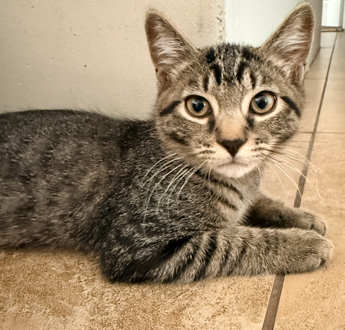 Yoda, Domestic Short Hair (short coat), cat for adoption in Tempe, Arizona