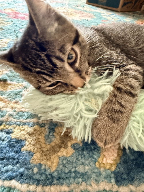 Yoda photo 3