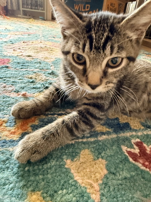 Yoda photo 4