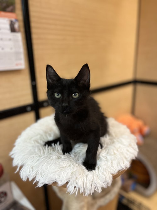 Noah, an adoptable Domestic Short Hair in Scottsdale , AZ
