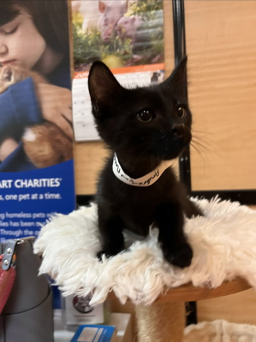 Andrew, Domestic Medium Hair (medium coat), cat for adoption in Apache Junction, Arizona