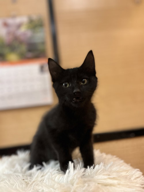 Andrew, an adoptable Domestic Medium Hair in Scottsdale , AZ