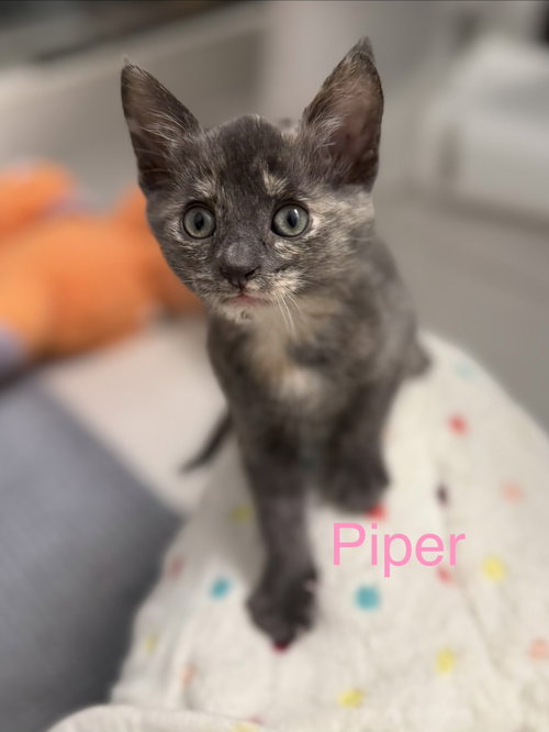 Piper, Domestic Short Hair (short coat), cat for adoption in Apache Junction, Arizona