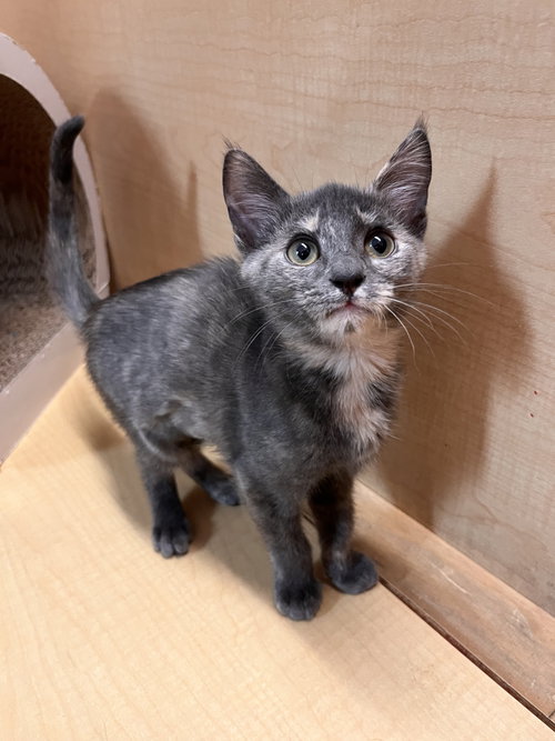 Piper, an adoptable Domestic Short Hair in Scottsdale , AZ