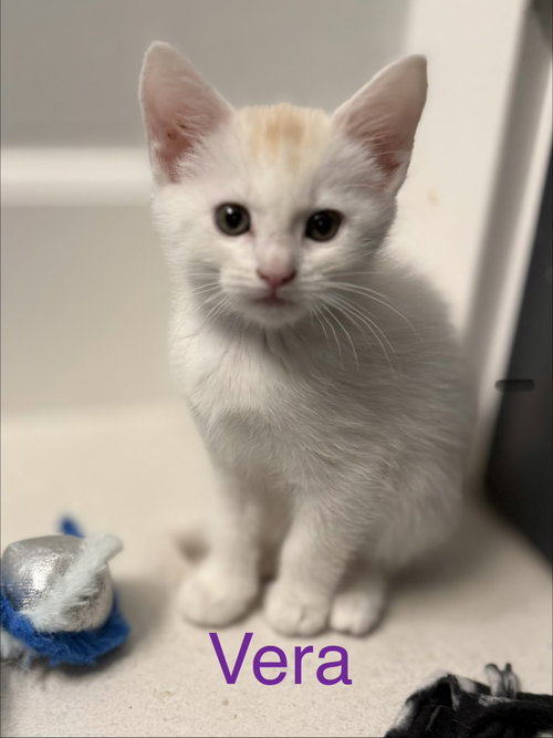Vera, Domestic Short Hair (short coat), cat for adoption in Apache Junction, Arizona