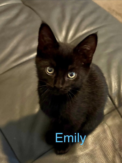 Emily, Domestic Short Hair (short coat), cat for adoption in Apache Junction, Arizona