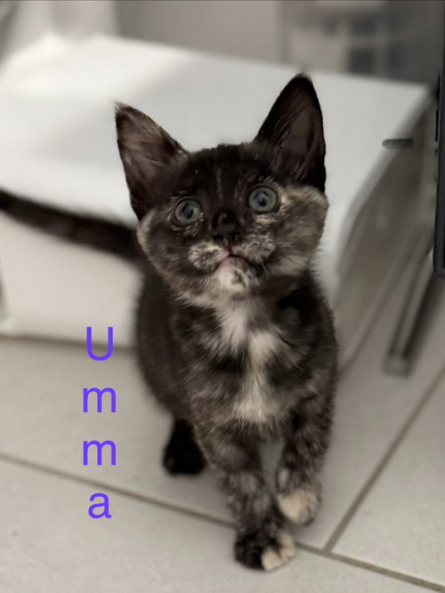 Umma, Domestic Short Hair (short coat), cat for adoption in Apache Junction, Arizona
