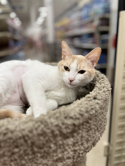 Mandarin, an adoptable Domestic Short Hair in Scottsdale , AZ