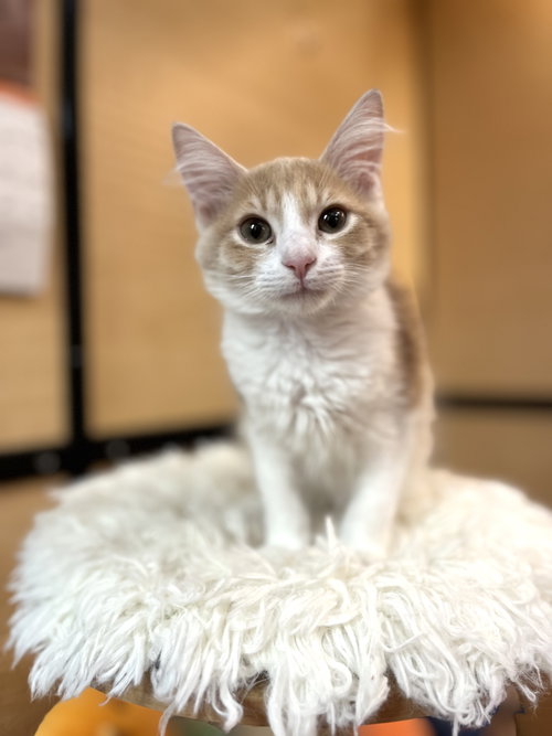 Tangelo, an adoptable Domestic Medium Hair in Scottsdale , AZ