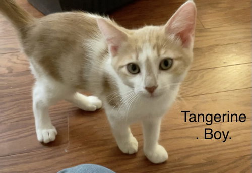 Tangerine, Domestic Short Hair (short coat), cat for adoption in Tempe, Arizona
