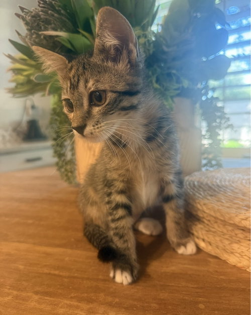 Tater bonded Tot, Domestic Short Hair (short coat), cat for adoption in Goodyear, Arizona