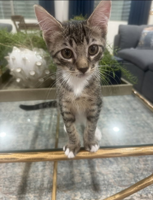 Tot (bonded with Tater), Domestic Short Hair (short coat), cat for adoption in Goodyear, Arizona