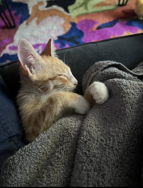 Pretzel photo 2
