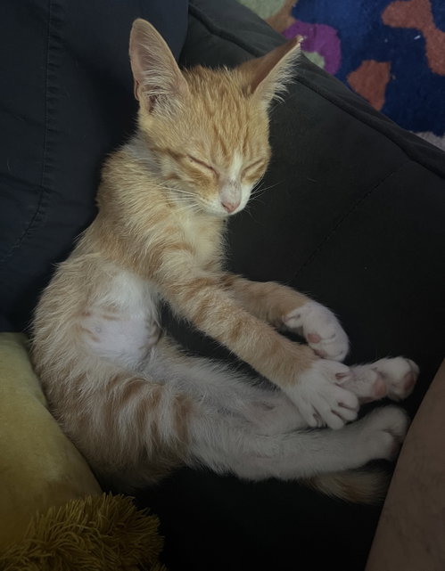 Pretzel photo 3