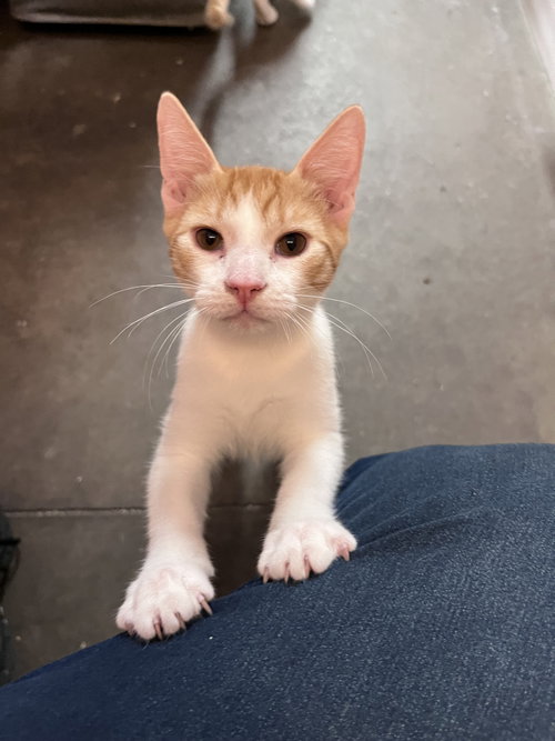picture of the cat needing adoption