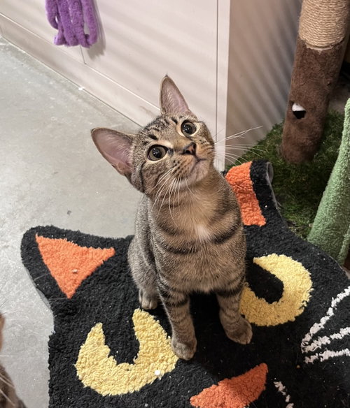 Tiger Star, a cat for adoption from Paw Placement Animal Rescue