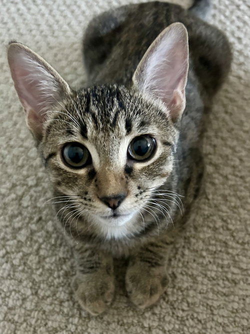 picture of the cat needing adoption