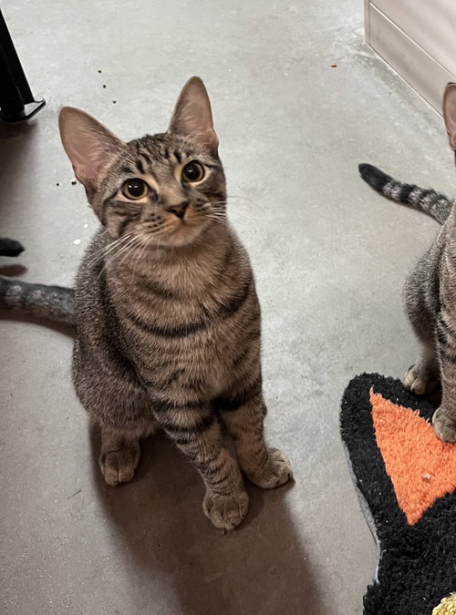 Leo Star, a cat for adoption from Paw Placement Animal Rescue