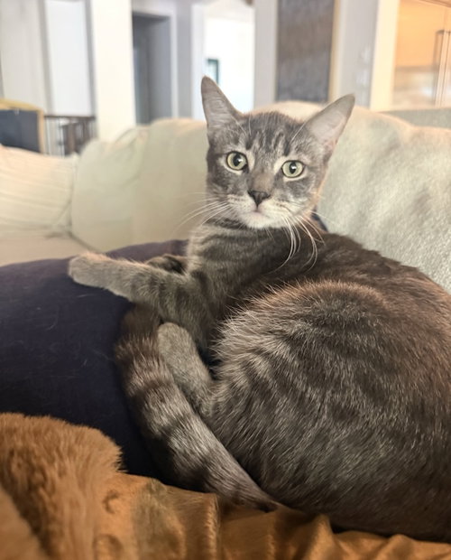 Sylvie