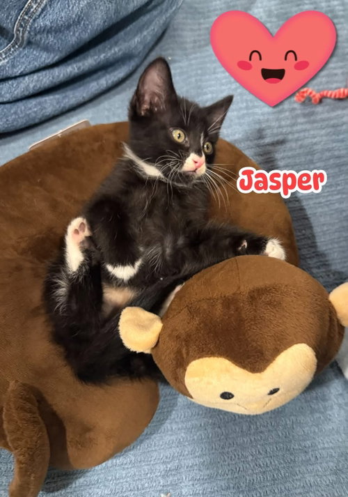 Jasper