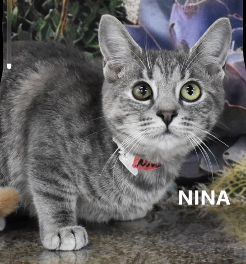 Nina