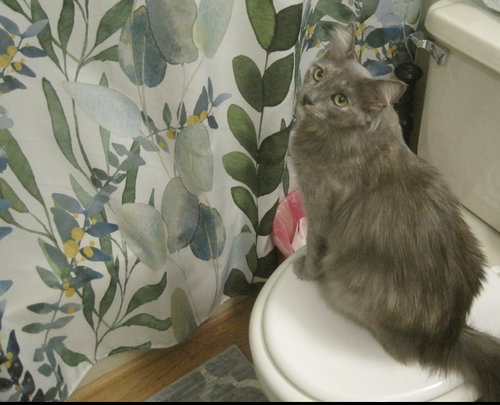 picture of the cat needing adoption