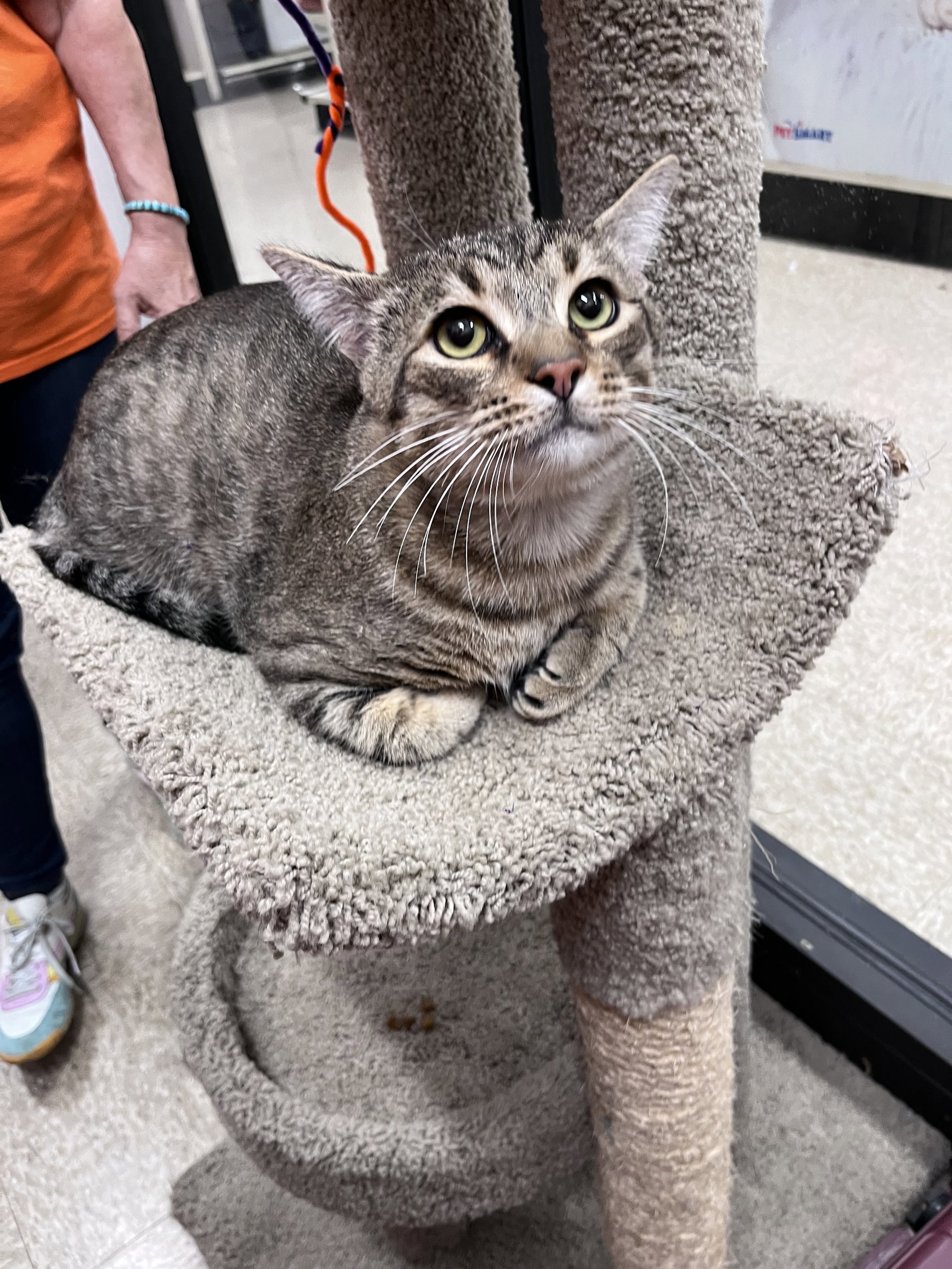 Yoda, Domestic Short Hair