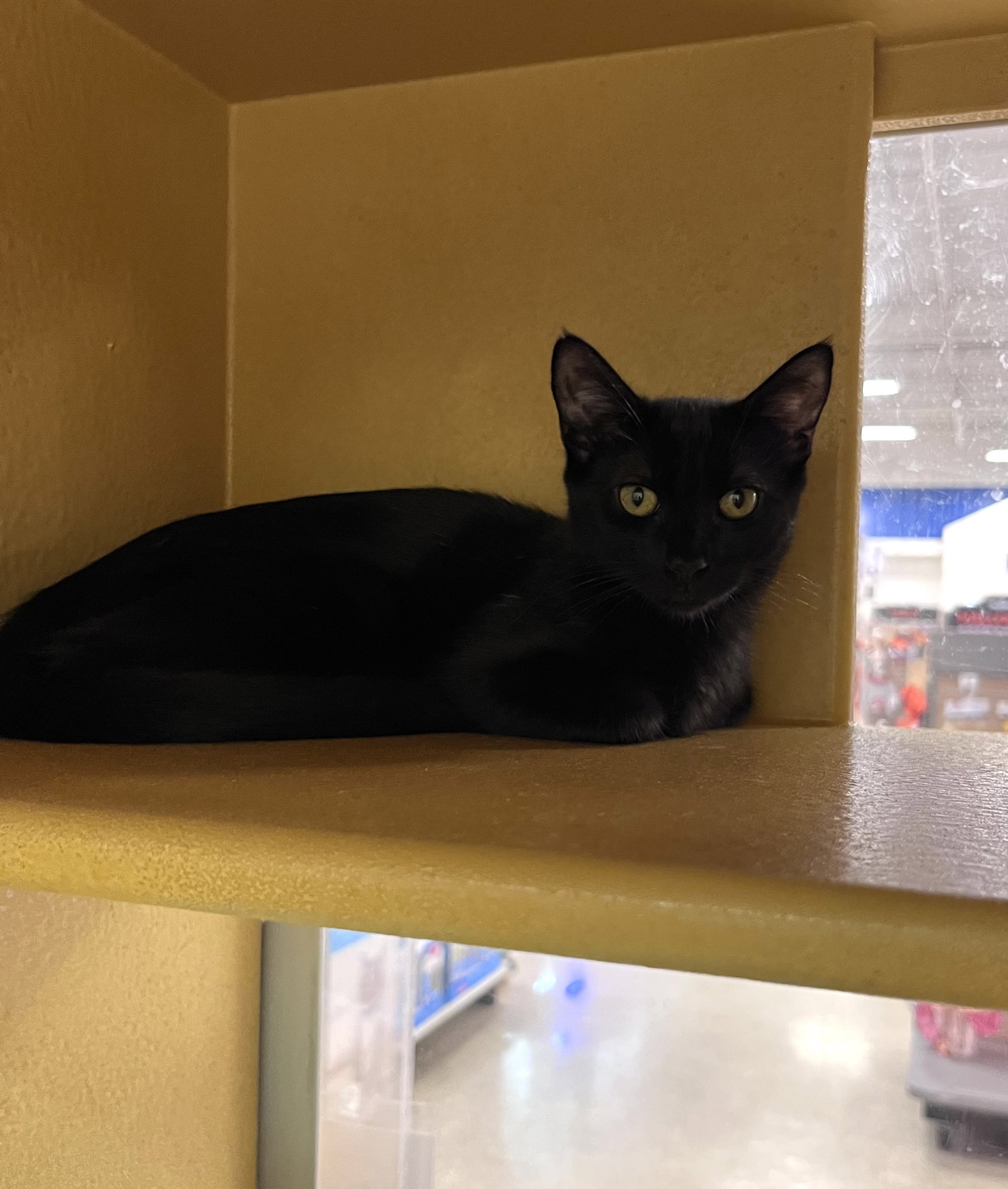 Dolly, Domestic Short Hair